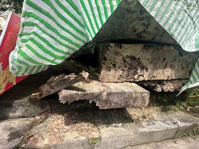 Vụ việc gỗ đào dưới ruộng bị công an tạm giữ: Đã đấu giá nhiều lần nhưng không có người mua